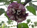 Datura double purple_2 